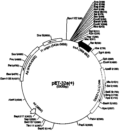 HCV multi-epitope peptide, truncated NS3, and DC activating molecule EDA recombinant protein vaccine and applications thereof