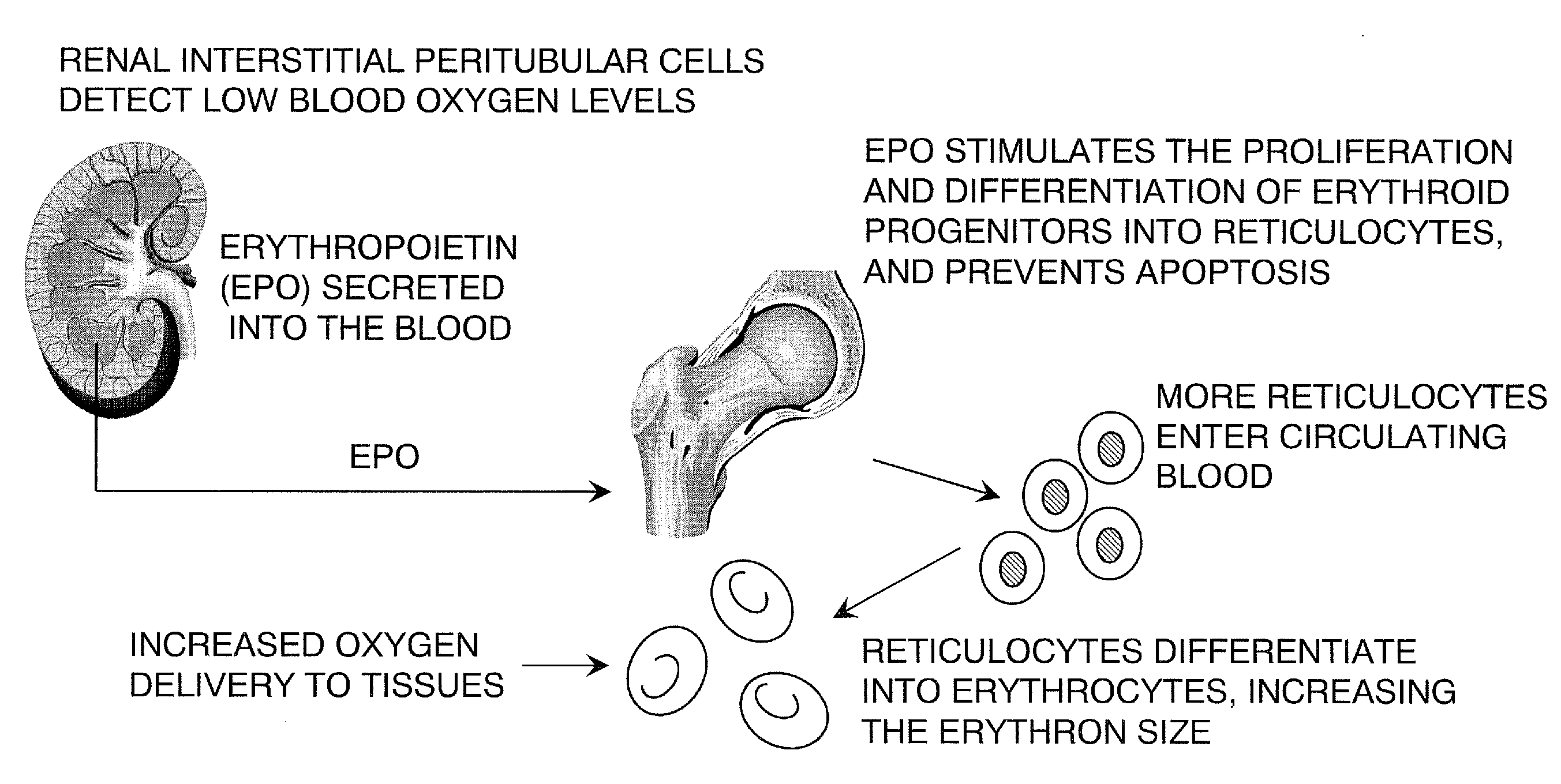 Kidney structures and methods of forming the same