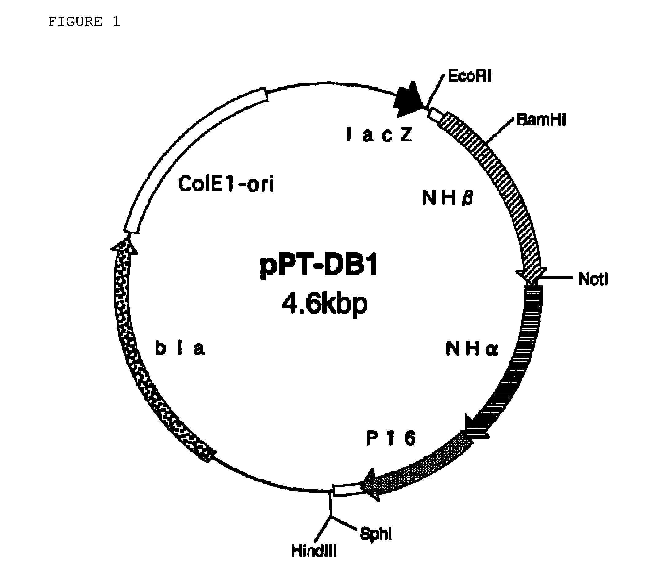 Nitrile hydratase variant