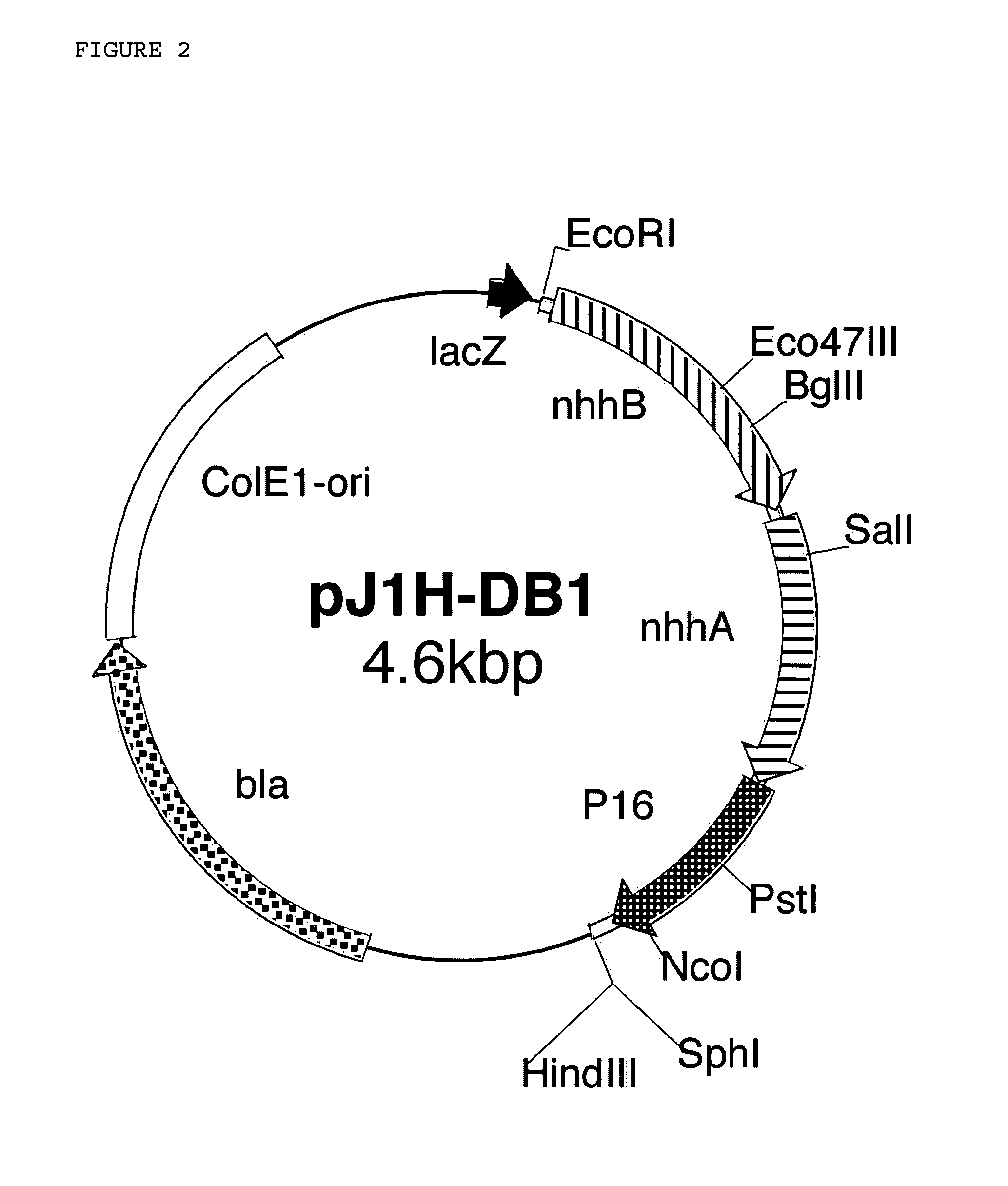 Nitrile hydratase variant