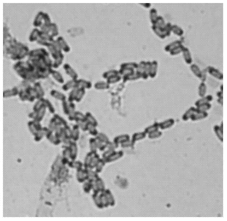 Bacillus amyloliquefaciens jk6 and biological fertilizer and its application