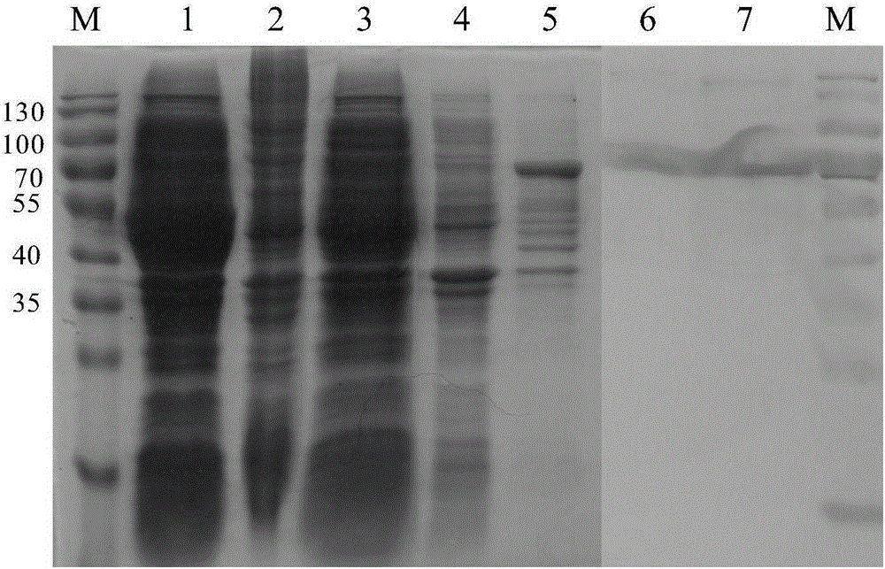 Monoclonal antibody BTV (Bluetongue virus)-NS3-3D8 of anti-BTV NS3 protein, B cell epitope identified by monoclonal antibody and application