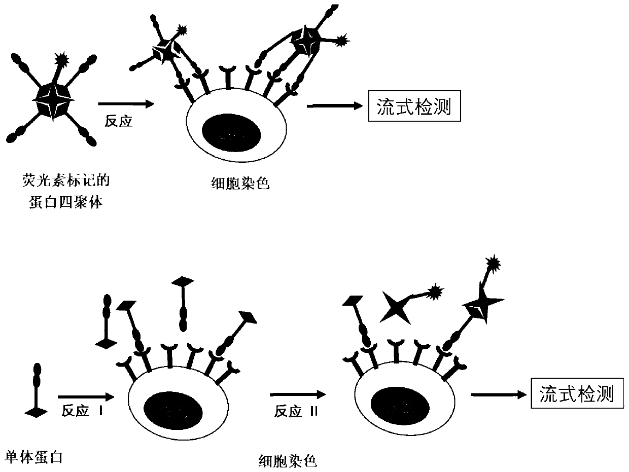 Fluorescein marked protein tetramer as well as preparation method and application thereof