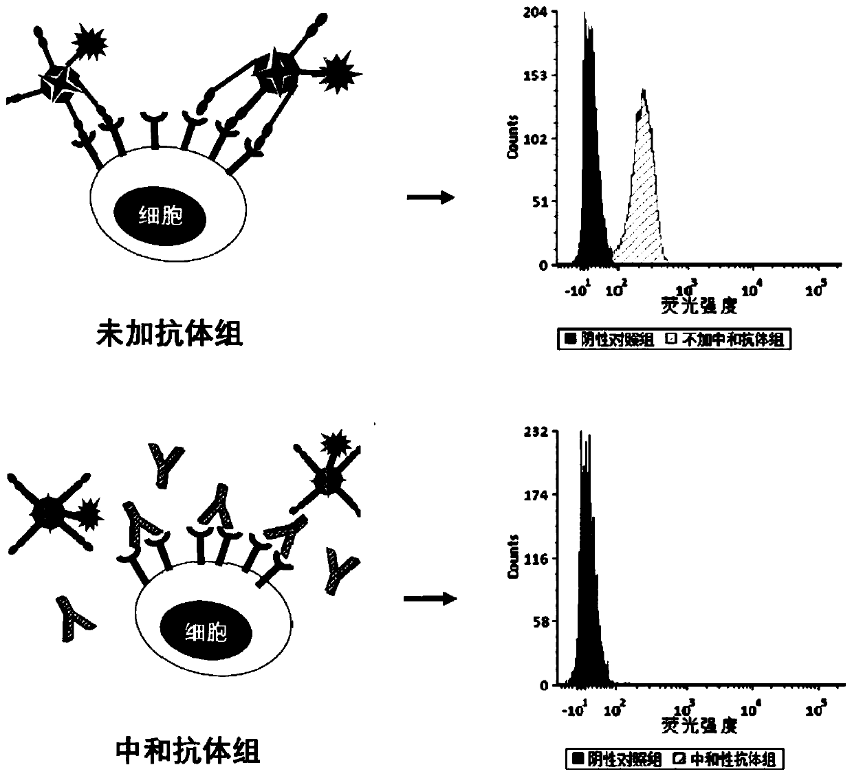 Fluorescein marked protein tetramer as well as preparation method and application thereof