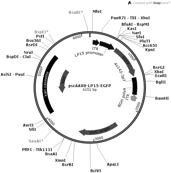 A gene medicine for the treatment of severe hypertriglyceridemia