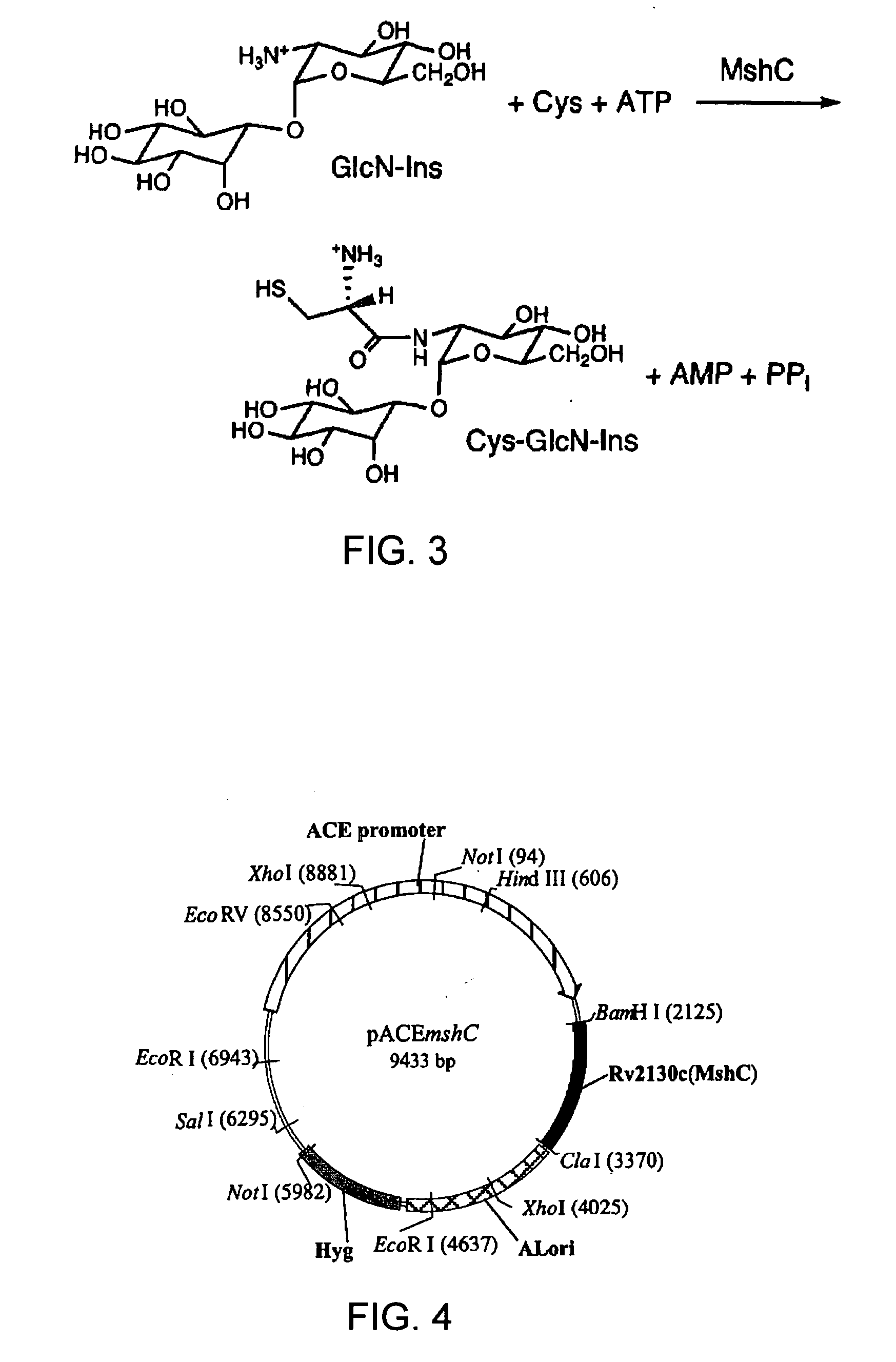 Inhibitors of MshC and Homologs Thereof, and Methods of Identifying Same