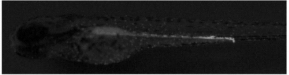 Method for obtaining holonephros expression green fluorescent protein white zebra fish