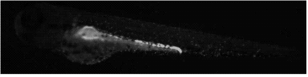 Method for obtaining holonephros expression green fluorescent protein white zebra fish