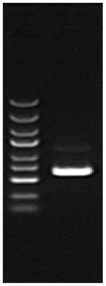 Preparation method of animal model with high expression of genes transfected through endotracheal pathway in lung tissues