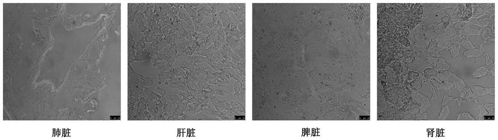 Preparation method of animal model with high expression of genes transfected through endotracheal pathway in lung tissues