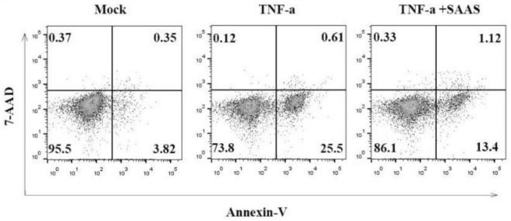 Application of salvianic acidA in preparation of medicine for relieving occurrence and development of lumbar facet joint osteoarthritis