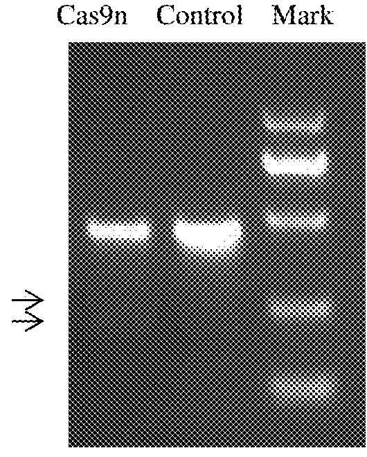 A method of site-directed insertion to h11 locus in pigs by using site-directed cutting system