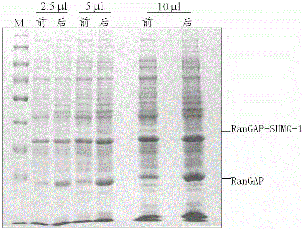 Method for identifying ubiquitin-like modification sites of proteins