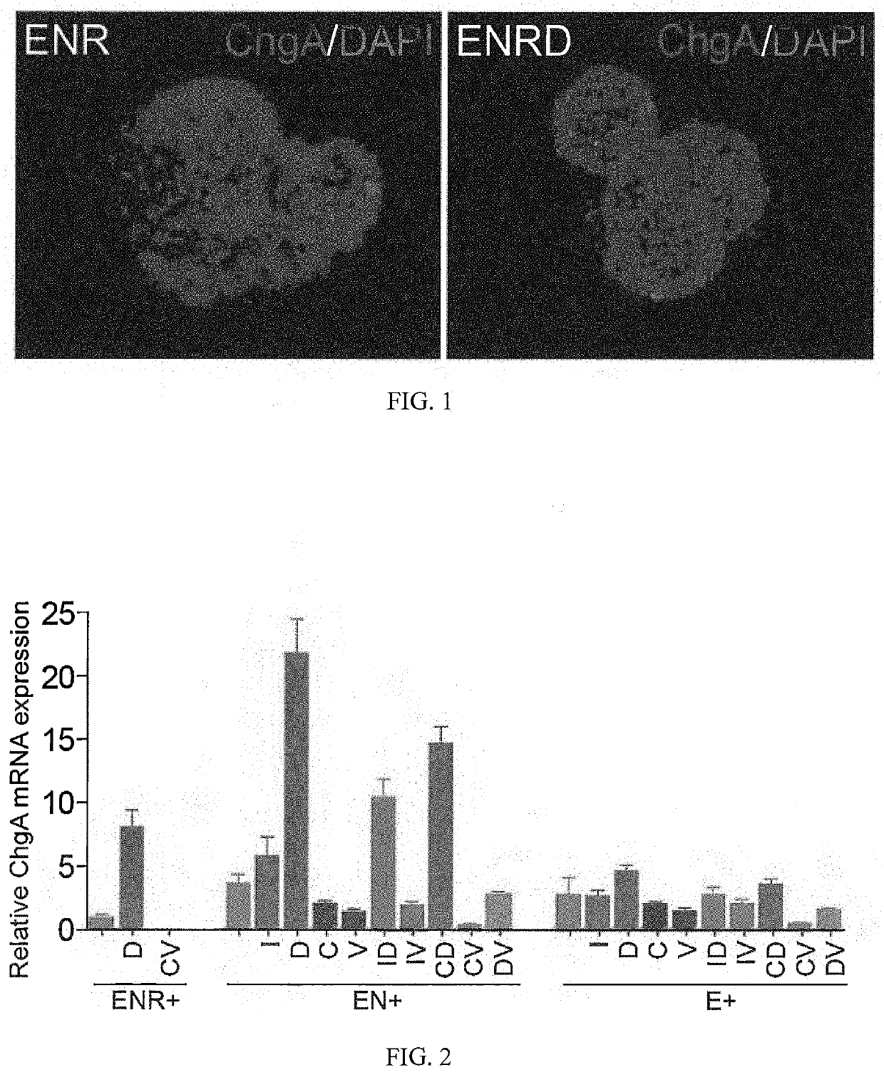 Production of differentiated enteroendocrine cells and insulin producing cells