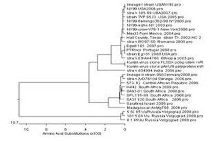 Indirect enzyme-linked immunosorbent assay (ELISA) kit for detecting human West Nile virus and detection method thereof