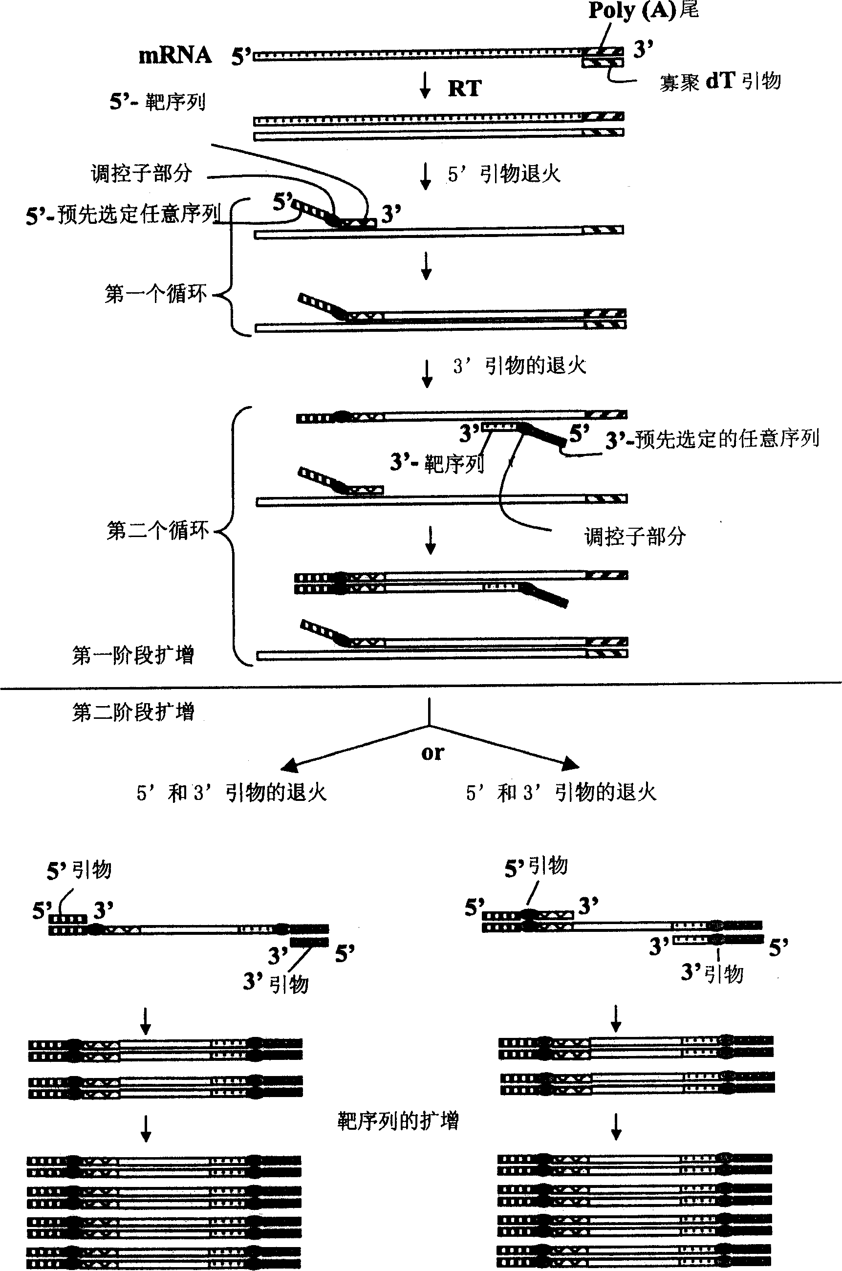 Annealing control primer and the use of the same annealing control primer