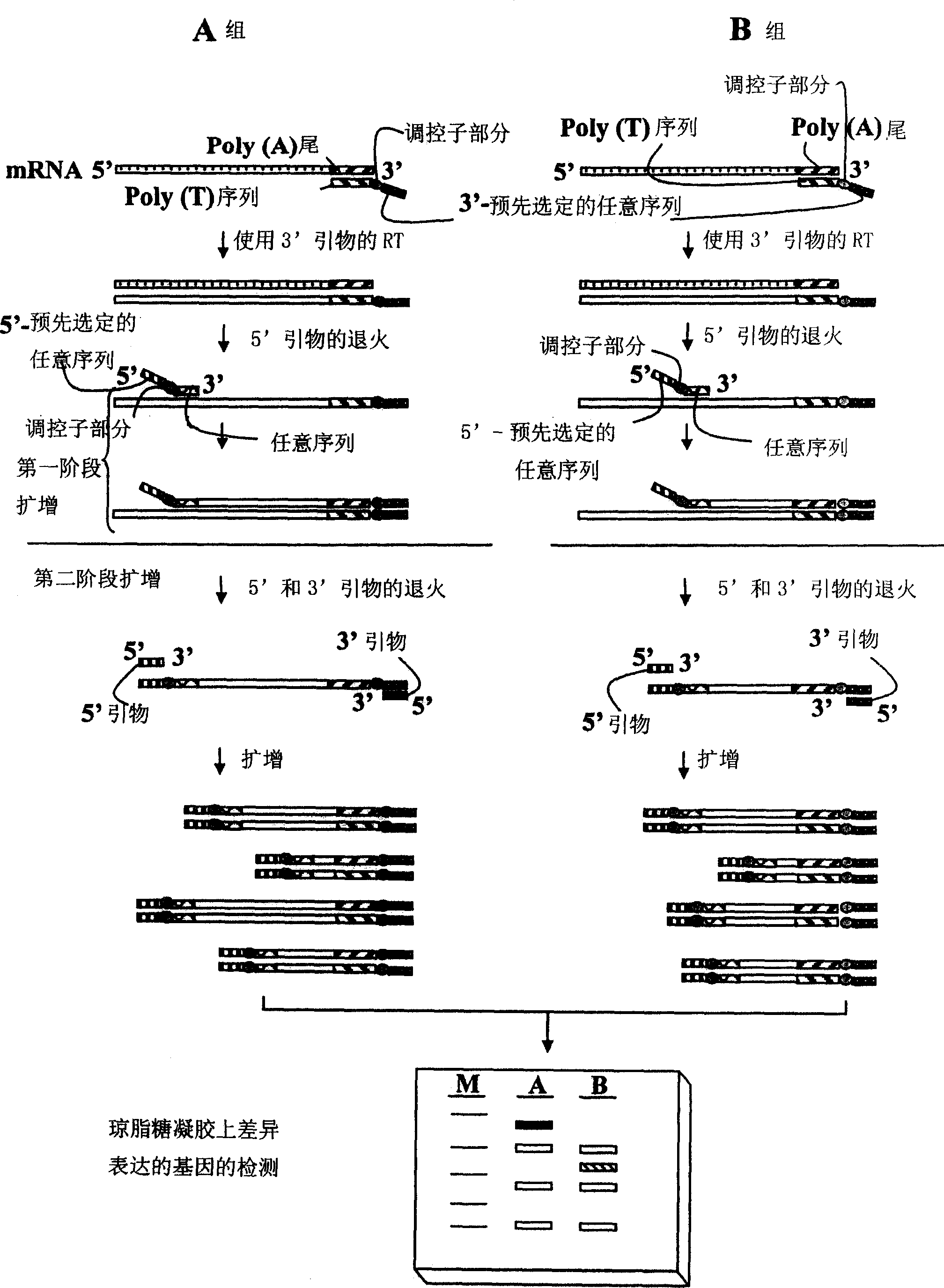 Annealing control primer and the use of the same annealing control primer