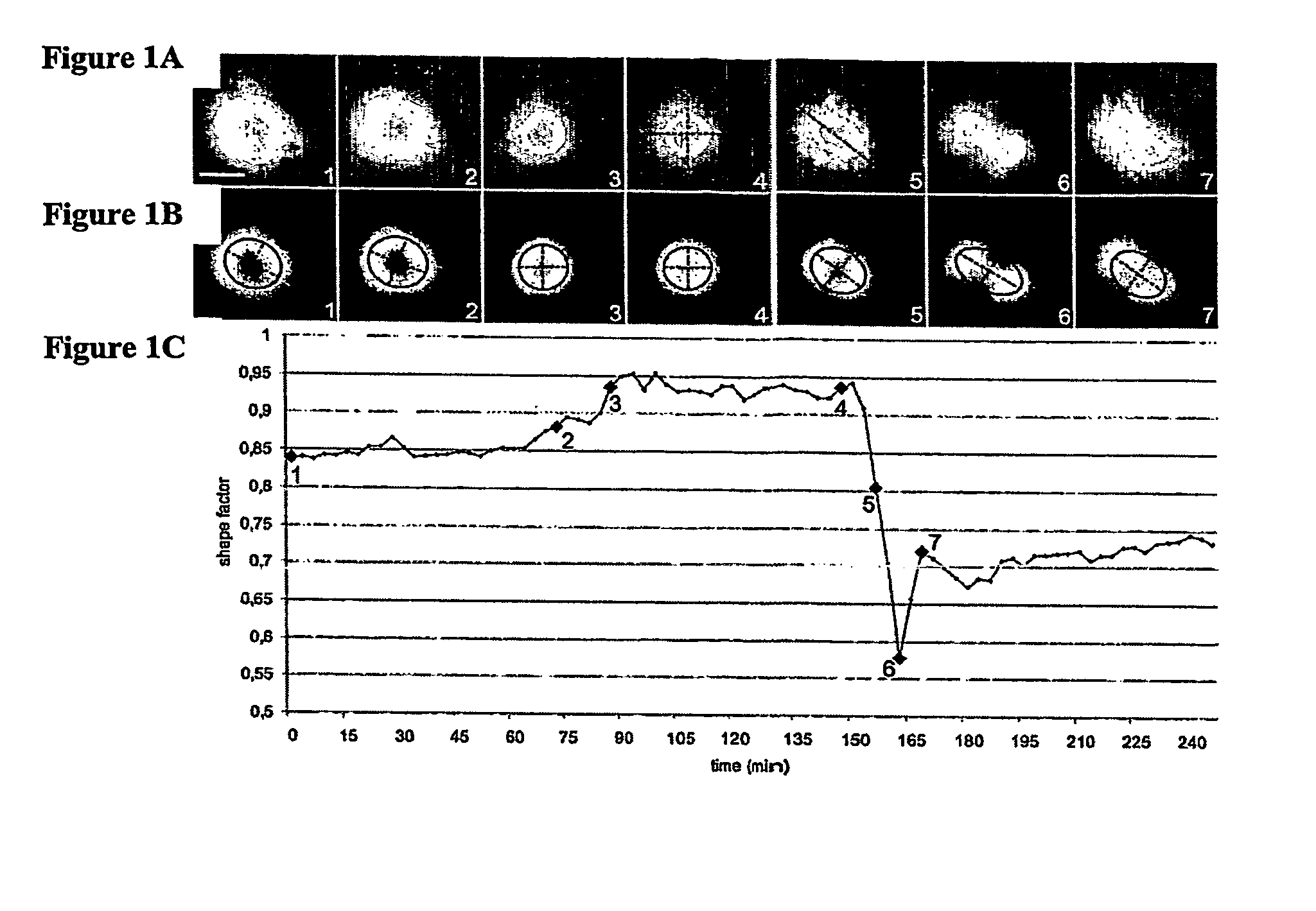 Methods and device for adhesive control of internal cell organisation