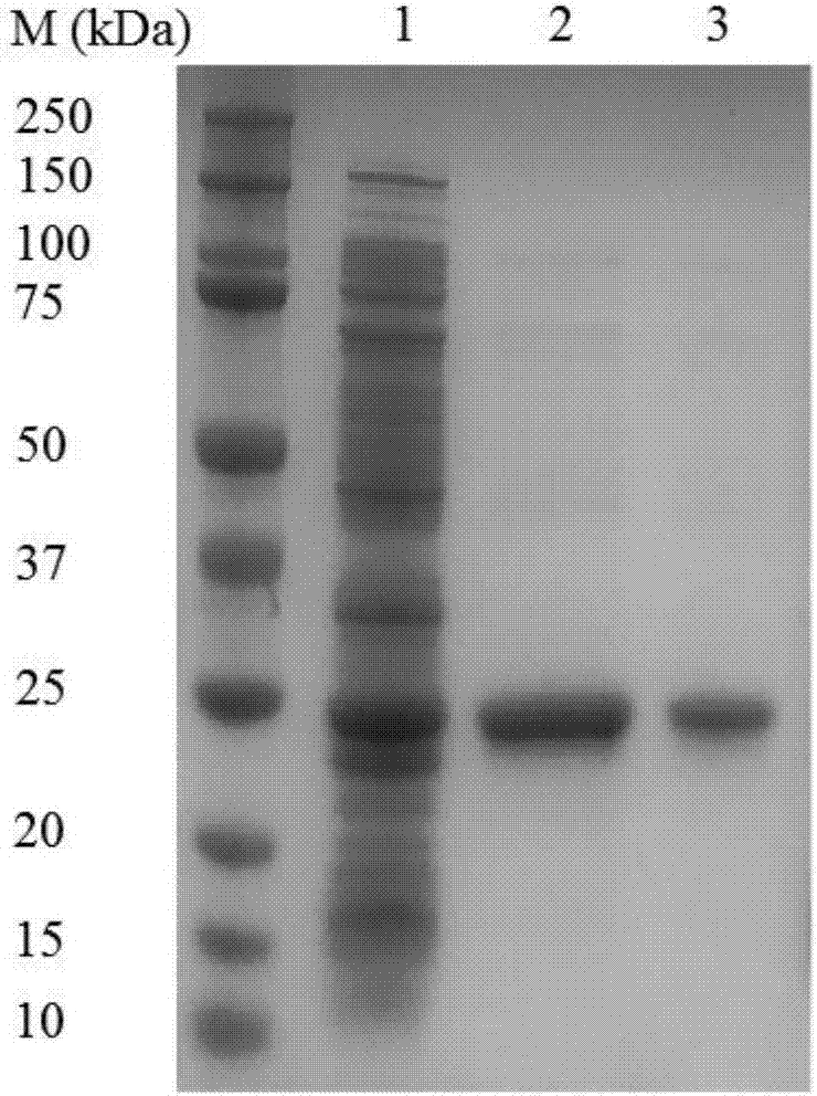 Pyrazinamide hydrolase, and encoding gene and application thereof