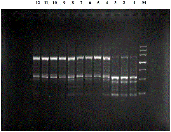Wu-he dipsacus asper ISSR-PCR molecule marking method