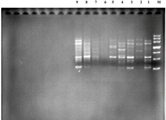 Wu-he dipsacus asper ISSR-PCR molecule marking method