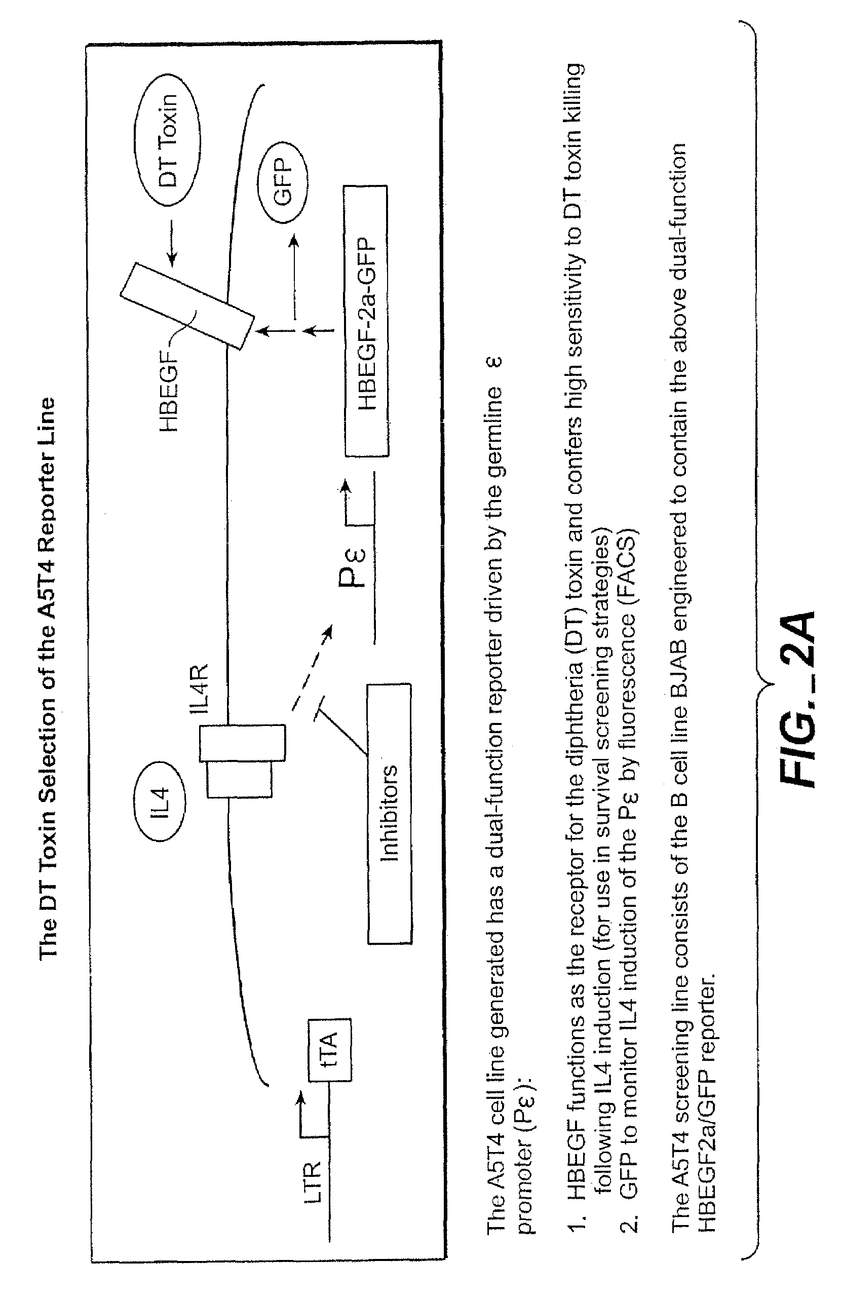 Method for identifying compounds that modulate RXR associated processes with IgE production