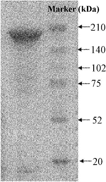 Yolk antibody for preventing and treating colibacillosis, preparation method for yolk antibody and feed additive