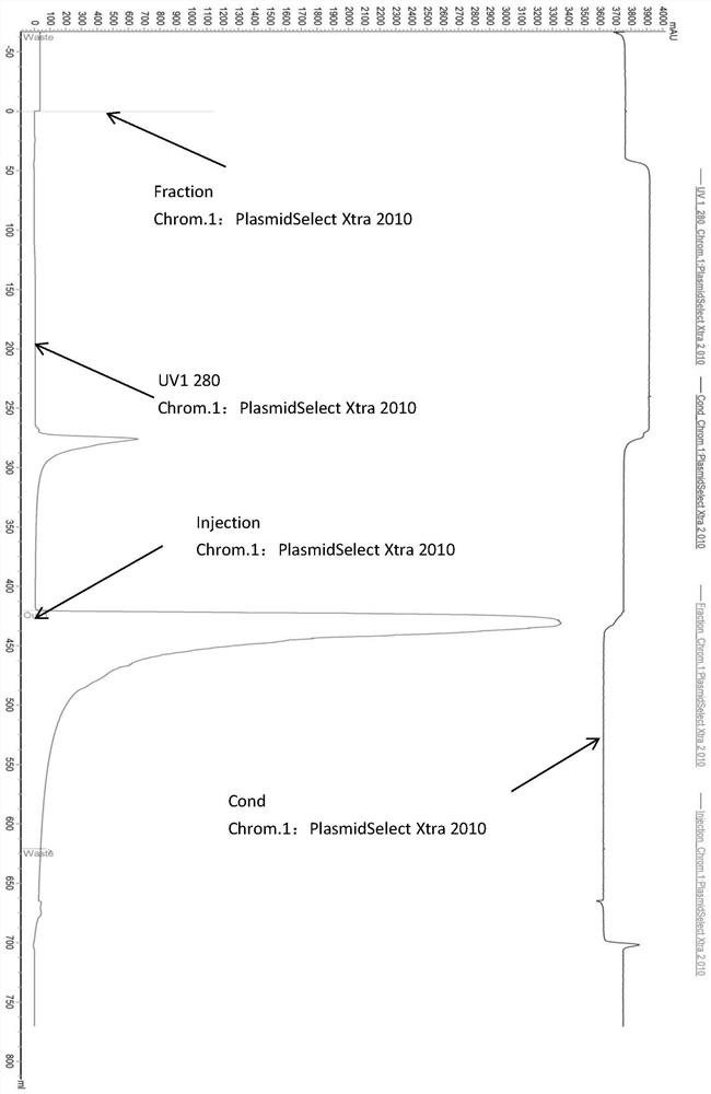 Purification method suitable for large-scale plasmid DNA production