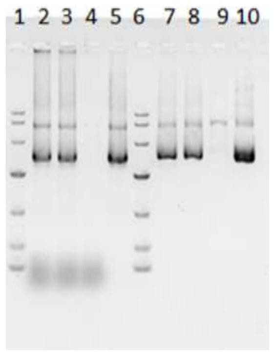 Purification method suitable for large-scale plasmid DNA production