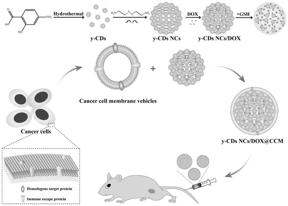 Reduction response type carbon dot drug-loaded nanocluster coated with cell membrane, and preparation and application of reduction response type carbon dot drug-loaded nanocluster