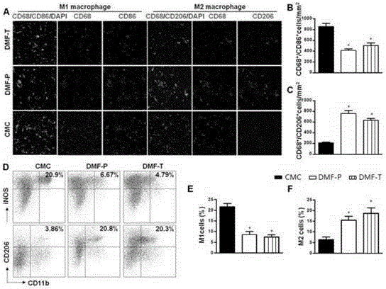 Application of fumarate compound to preparation of adjusting medicine for macrophage subpopulation