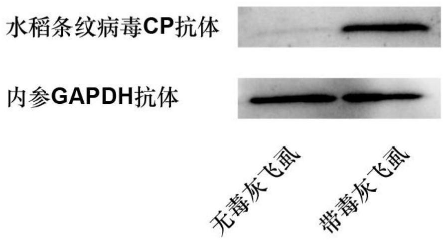 A kind of polyclonal antibody of rice stripe virus nucleocapsid protein and its preparation method and application