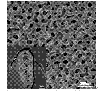 SnO2 three-dimensional porous photon amorphous semiconductor material and preparation method thereof