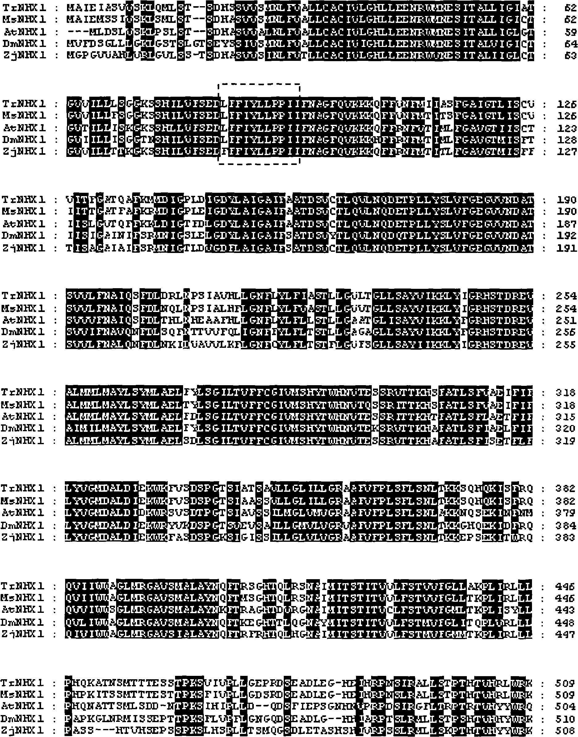 White clover Na+/H- antiport protein gene TrNHX1, encoding protein and use thereof