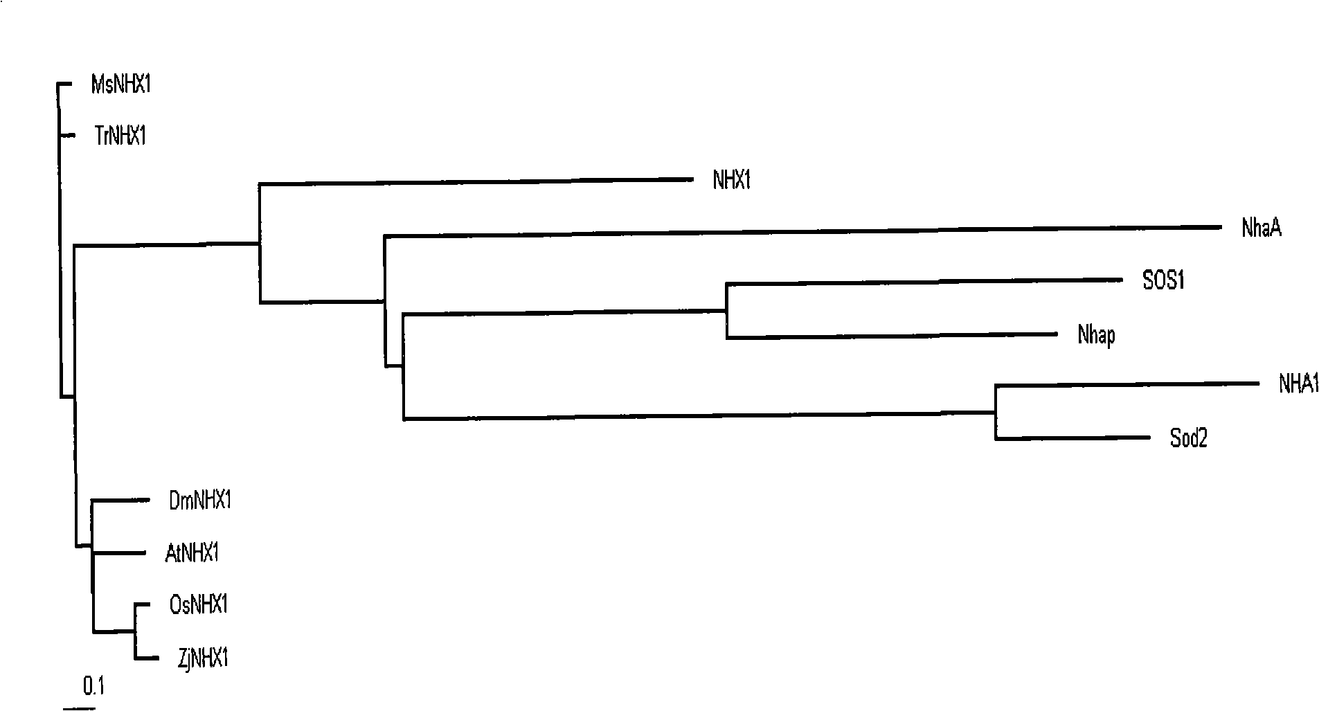 White clover Na+/H- antiport protein gene TrNHX1, encoding protein and use thereof