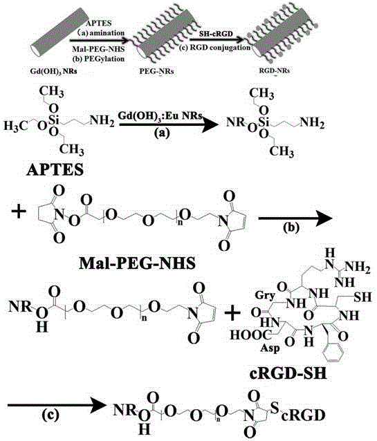 Method for preparing gadolinium hydroxide nanorod with cerebral glioma targeting function