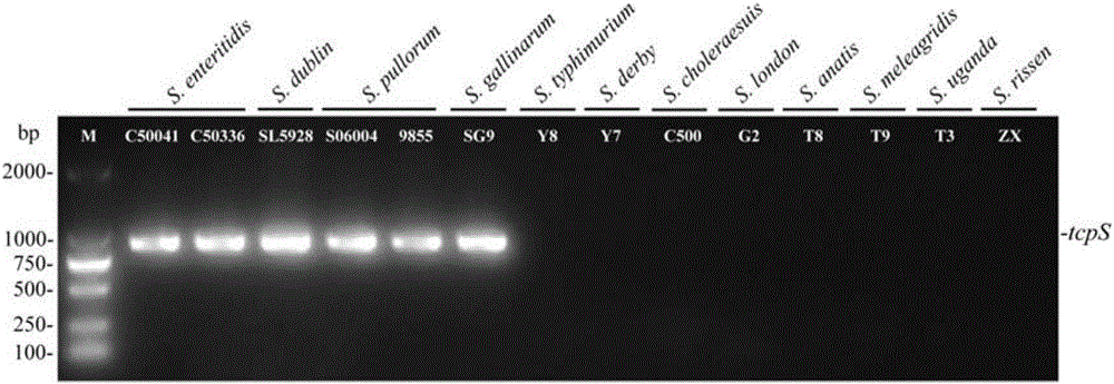 PCR detection kit for rapidly identifying specific serotype salmonella