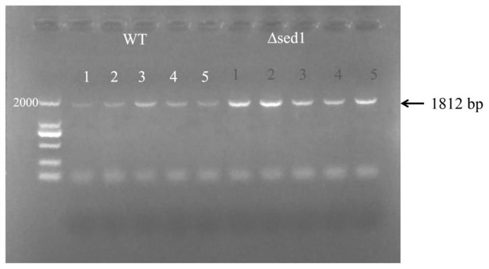 A recombinant vector for constructing Saccharomyces cerevisiae lysis engineering bacteria and its application