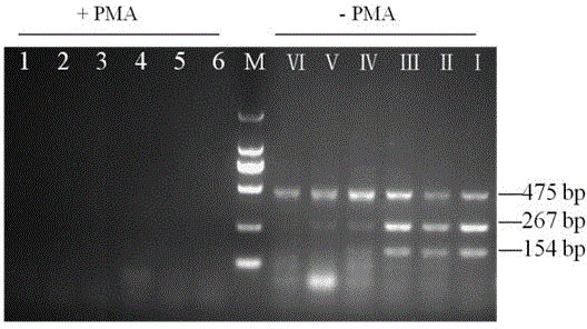 Simultaneous rapid and accurate detection of live vomitoxin-producing and non-emetoxin-producing bacillus cereus kit and detection method in food