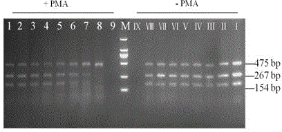 Simultaneous rapid and accurate detection of live vomitoxin-producing and non-emetoxin-producing bacillus cereus kit and detection method in food