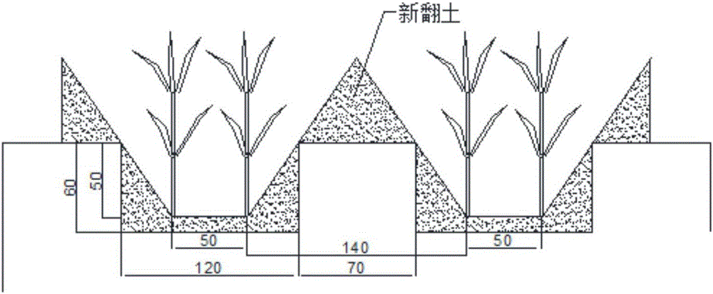 Wide-narrow row and deep-furrow saccharum officinarum planting method with two harvested crops each year