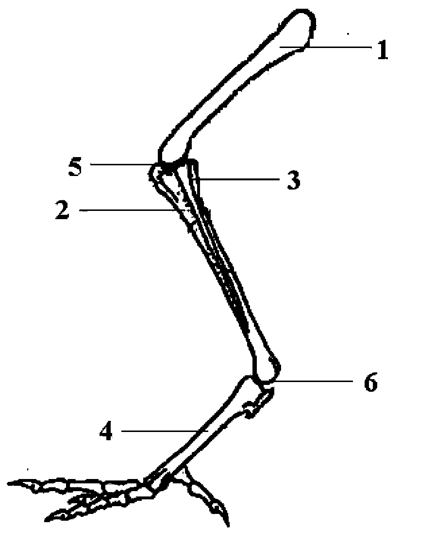 Removing method for chicken leg bone