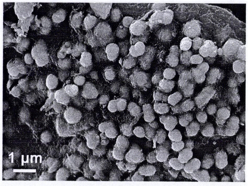 Preparation method of tin dioxide/titanium dioxide spherical particle and graphene nanoribbon composite material
