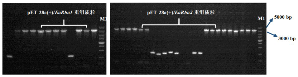 Bacterial-derived alpha-L-rhamnosidase gene, gene expression and application thereof