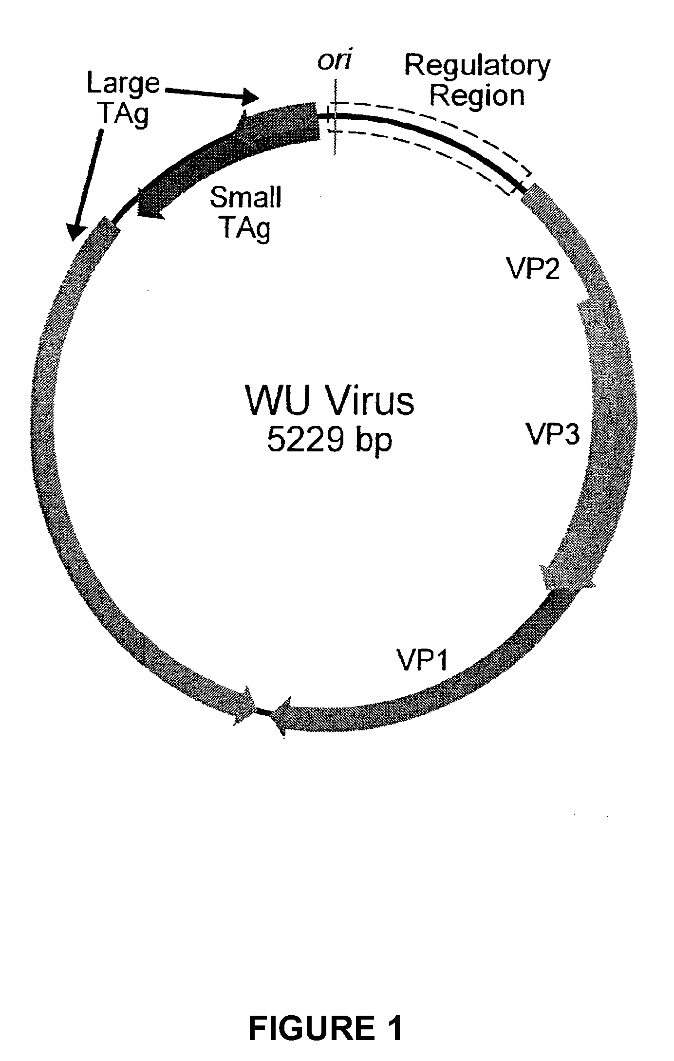 Human polyomavirus, designated the wu virus, obtained from human respiratory secretions