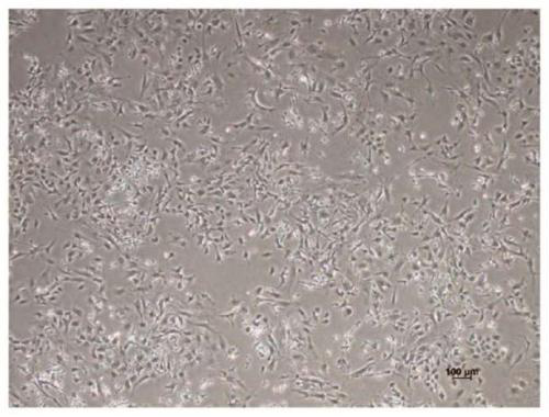 A method for efficiently obtaining mesenchymal stem cells from mouse compact bone