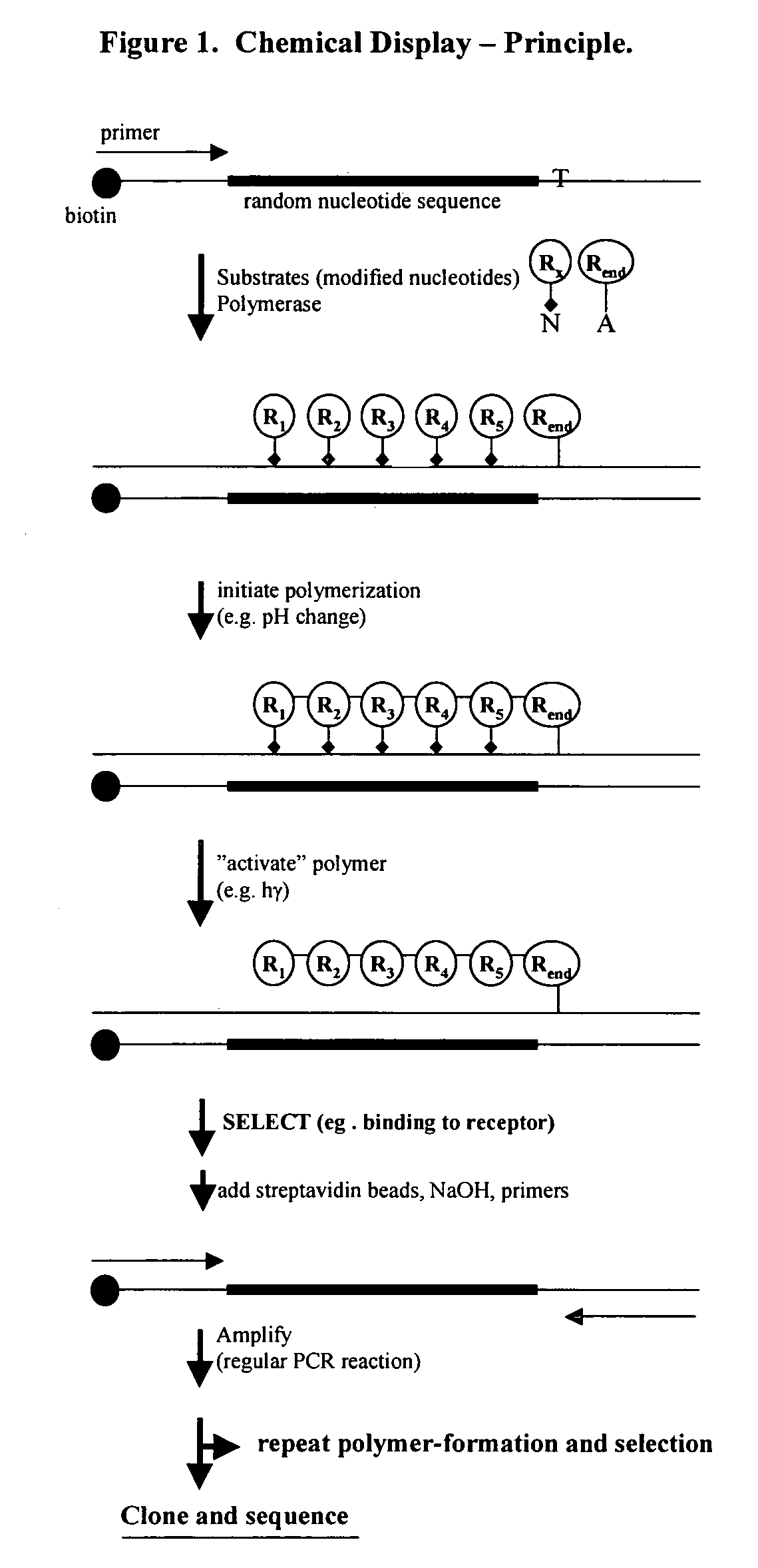 Templated molecules and methods for using such molecules