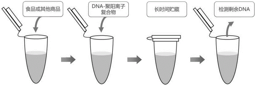 Protecting method of exogenous DNA (deoxyribonucleic acid) internal standard substances in liquid products and application of exogenous DNA internal standard substances