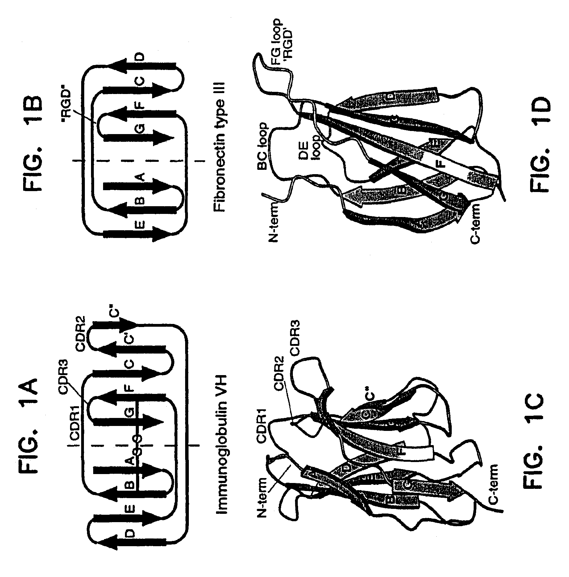 Reconstituted polypeptides