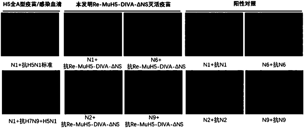 H5 subtype avian influenza vaccine strain capable of distinguishing immunized and infected animals, and preparation method and application thereof